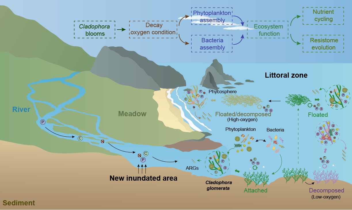 球盟会(中国)揭示刚毛藻驱动其附生群落演化及青海湖湖滨带抗性组的进化