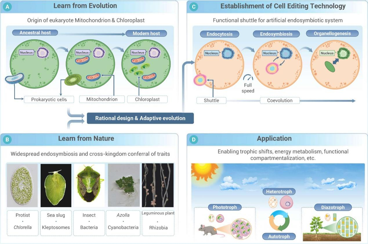 从基因编辑到细胞编辑：球盟会(中国)提出合成生物学新策略